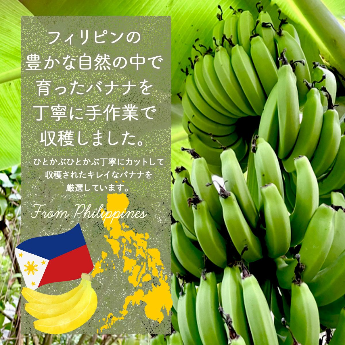 バナナチップス 500g | ナッツクリエイト このみみ