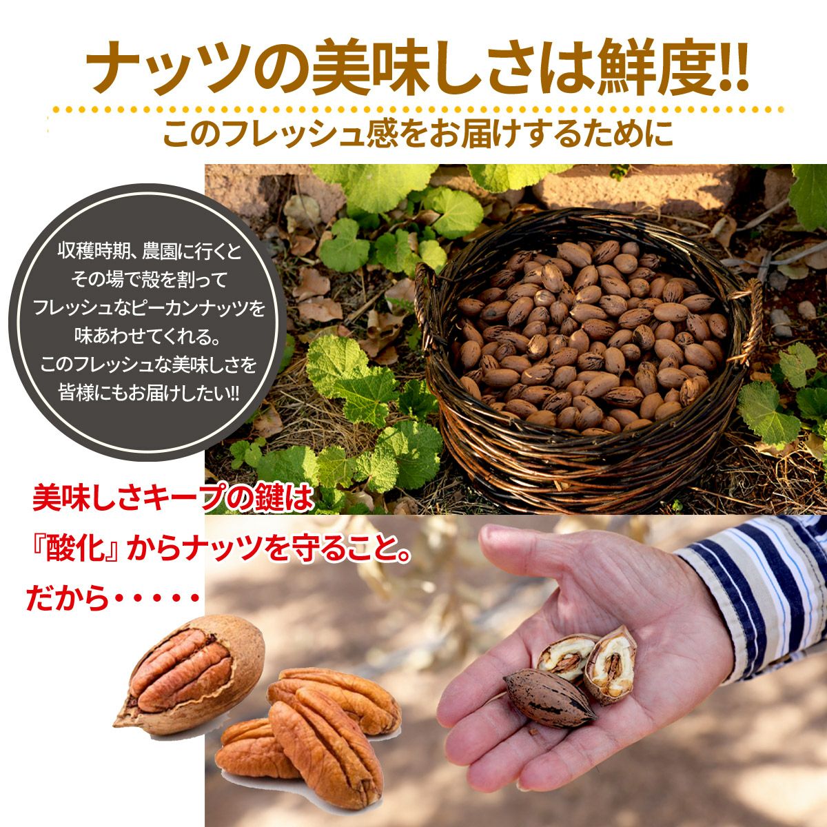ゴールデンピーカンナッツ (ロースト) 90g | ナッツクリエイト このみみ